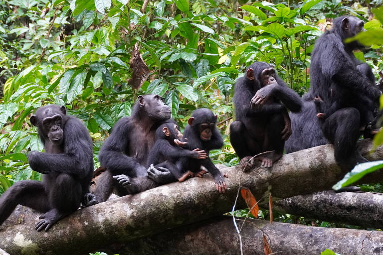 Chimpanzés recorrem a tática militar para decidir se entram em território inimigo