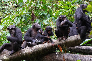 Chimpanzees are seen in Cote d'Ivoire