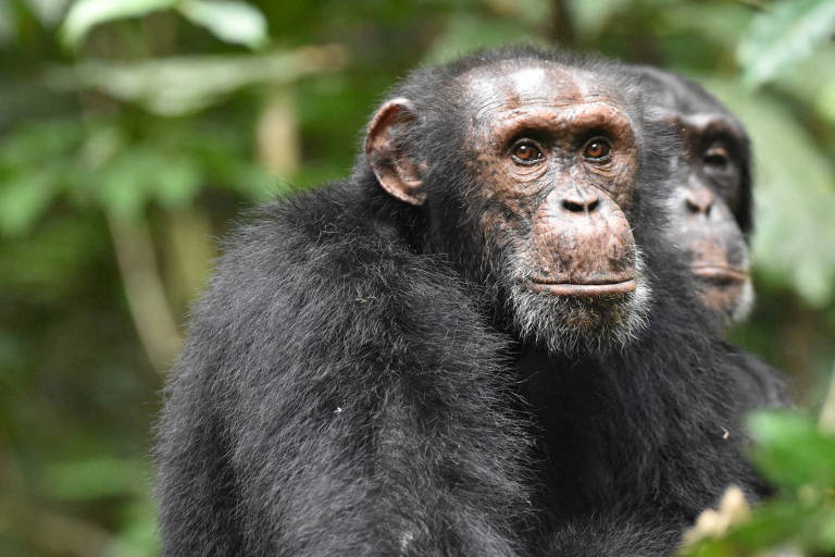 Chimpanzés recorrem a tática militar para analisar incursão em território inimigo 