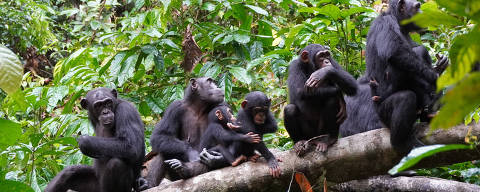 A group of chimpanzees listen to other chimpanzees heard at a distance in the West African forests of Cote d'Ivoire, studied as part of research by the Tai Chimpanzee Project, in this undated handout photograph.    Roman M. Wittig/Tai Chimpanzee Project/Handout via REUTERS    THIS IMAGE HAS BEEN SUPPLIED BY A THIRD PARTY NO RESALES. NO ARCHIVES ORG XMIT: HFS