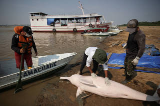 Death of dolphins in Amazon linked to severe drought and heat