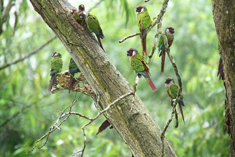 Beach Park terá parque dedicado à conservação de aves brasileiras resgatadas