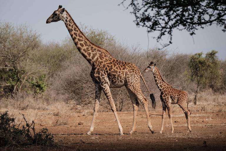 5 ameaças que podem levar girafas à extinção