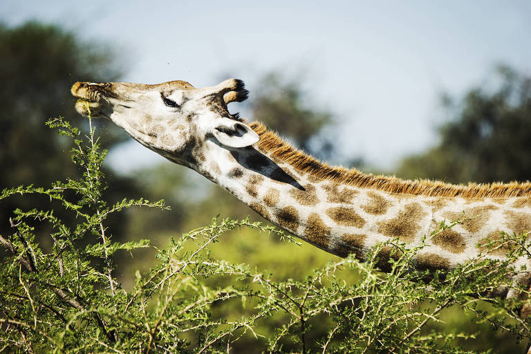Girafa comendo folhas do galho de uma planta
