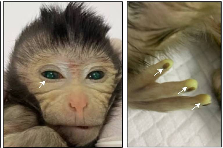 Pesquisa polêmica gera macaco geneticamente modificado que brilha