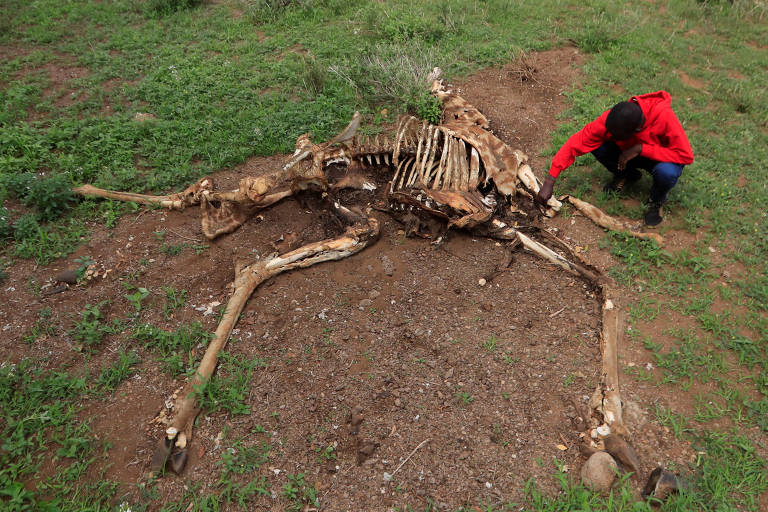 Homem ao lado de esqueleto de girafa no chão de terra