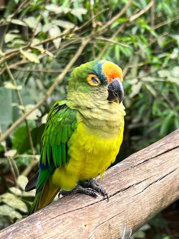 Pássaro verde e amarelo, de olhos fechados, em um puleiro