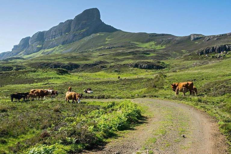 Paisagem verde com vacas pastando perto de uma estrada de terra