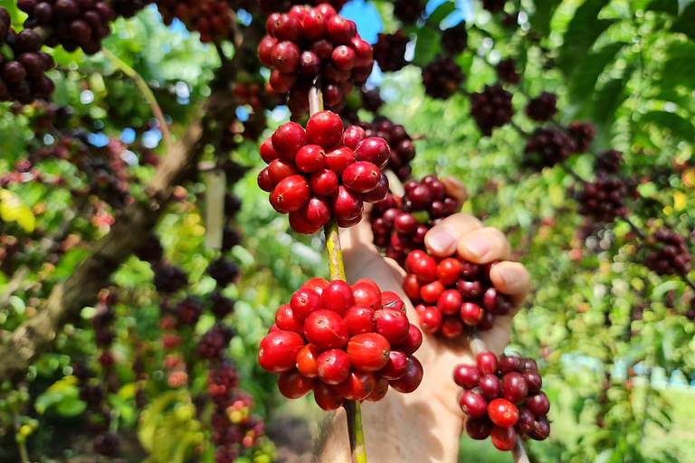 Onda de calor extremo no Brasil impulsiona rali do café robusta