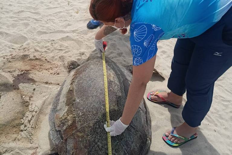 Pescador no Ceará salva tartarugas com a ajuda da lua e da maré