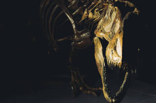 The Tyrannosaurus rex skeleton at the American Museum of Natural History in New York, March 1, 2019. (George Etheredge/The New York Times)