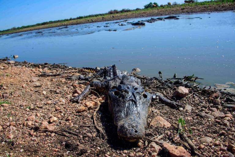 Incêndios colocam animais do pantanal em risco; veja fotos