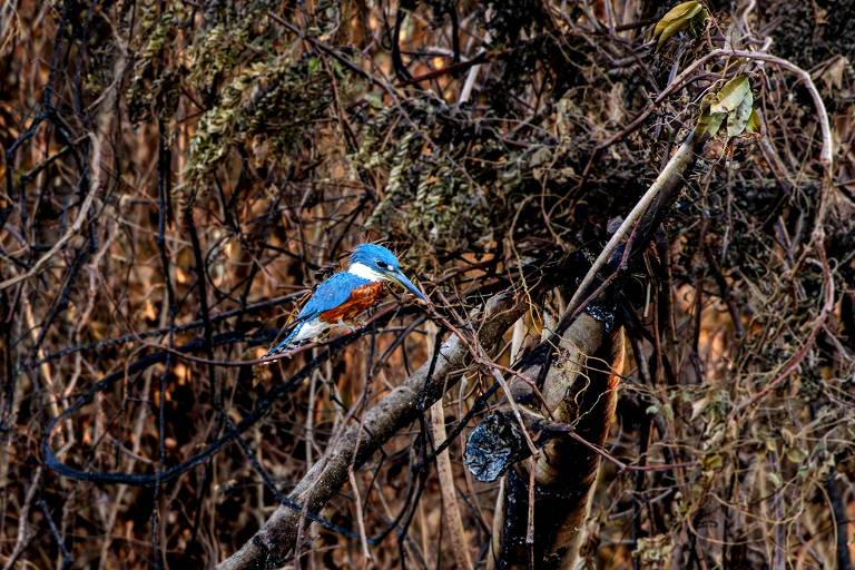 Pássaro em área queimada por incêndio florestal no Pantanal, próximo a Porto Jofre, Mato Grosso