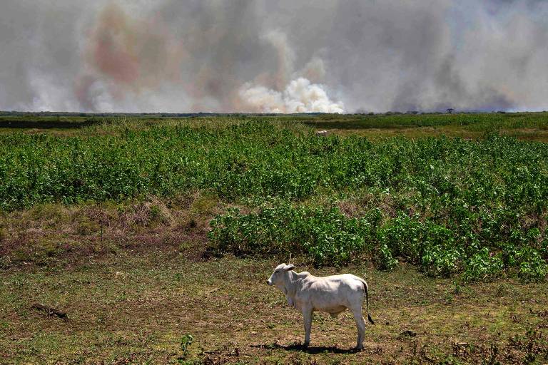 Incêndio florestal no Pantanal, próximo a Porto Jofre, Mato Grosso