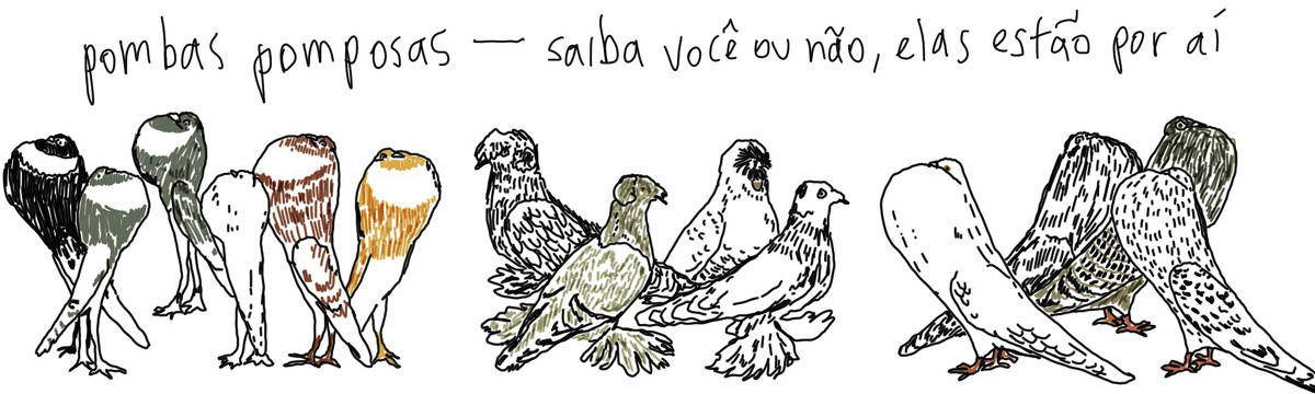 A tirinha em preto e branco de Estela May, publicada em 15/11/23, traz um desenho de pombas diferenciadas. Acima, “pombas pomposas - saiba você ou não, elas estão por aí”