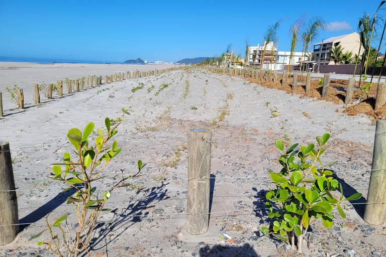 Ibama multa Paraná por plantar espécie exótica em obra de revitalização de praia
