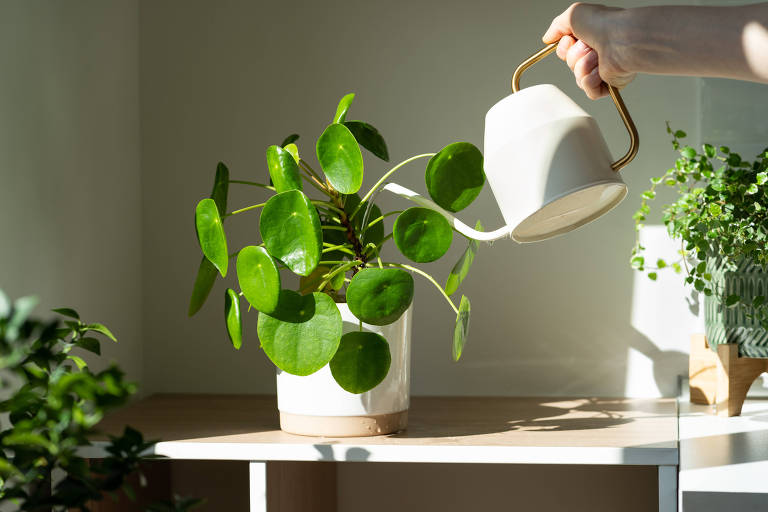 Mulher regando planta de casa Pilea peperomioides em vaso sobre a mesa em casa, usando regador de metal branco, tomando cuidado. Hobby, jardinagem interna, amantes de plantas.