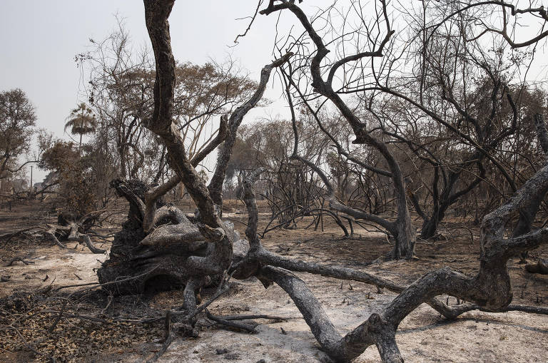 Atualização sobre o fogo no Pantanal – 23/11/2023 - IHP