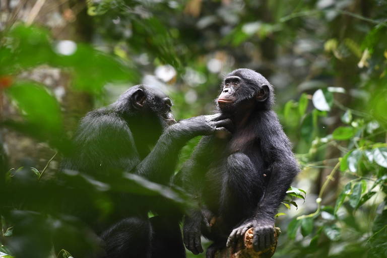 Dois bonobos estão em meio a mata e um deles passa a mão no outro