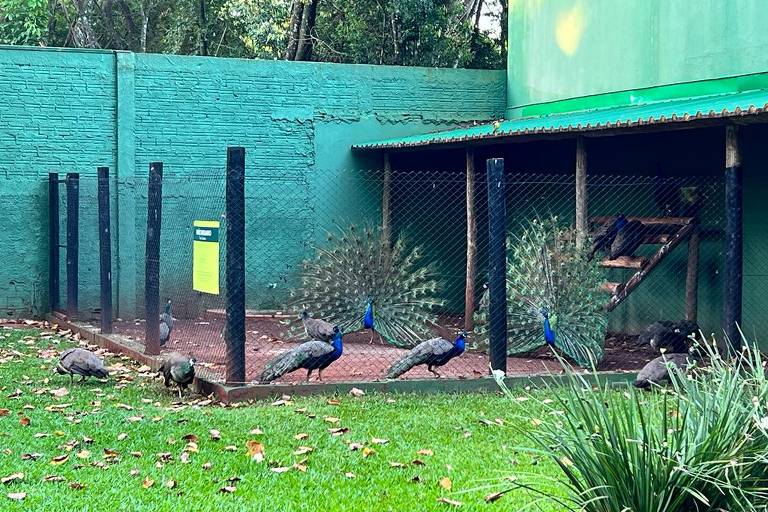 Pavões e pavoas circulam pelo hotel e têm um cantinho próprio