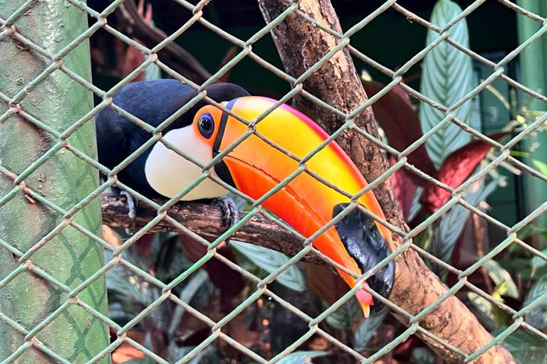 Tucano é um dos animais que vivem em centro de recuperação no hotel