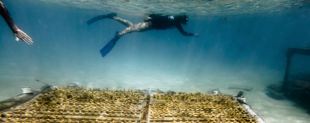 Canos de PVC com corais no fundo do mar e uma pessoa nadando com snorkel