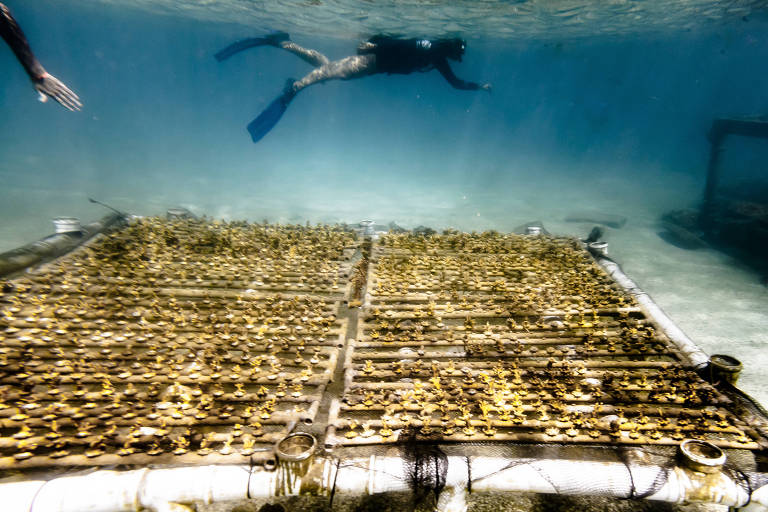 'Fábricas' de corais são aposta para multiplicar recifes no Nordeste