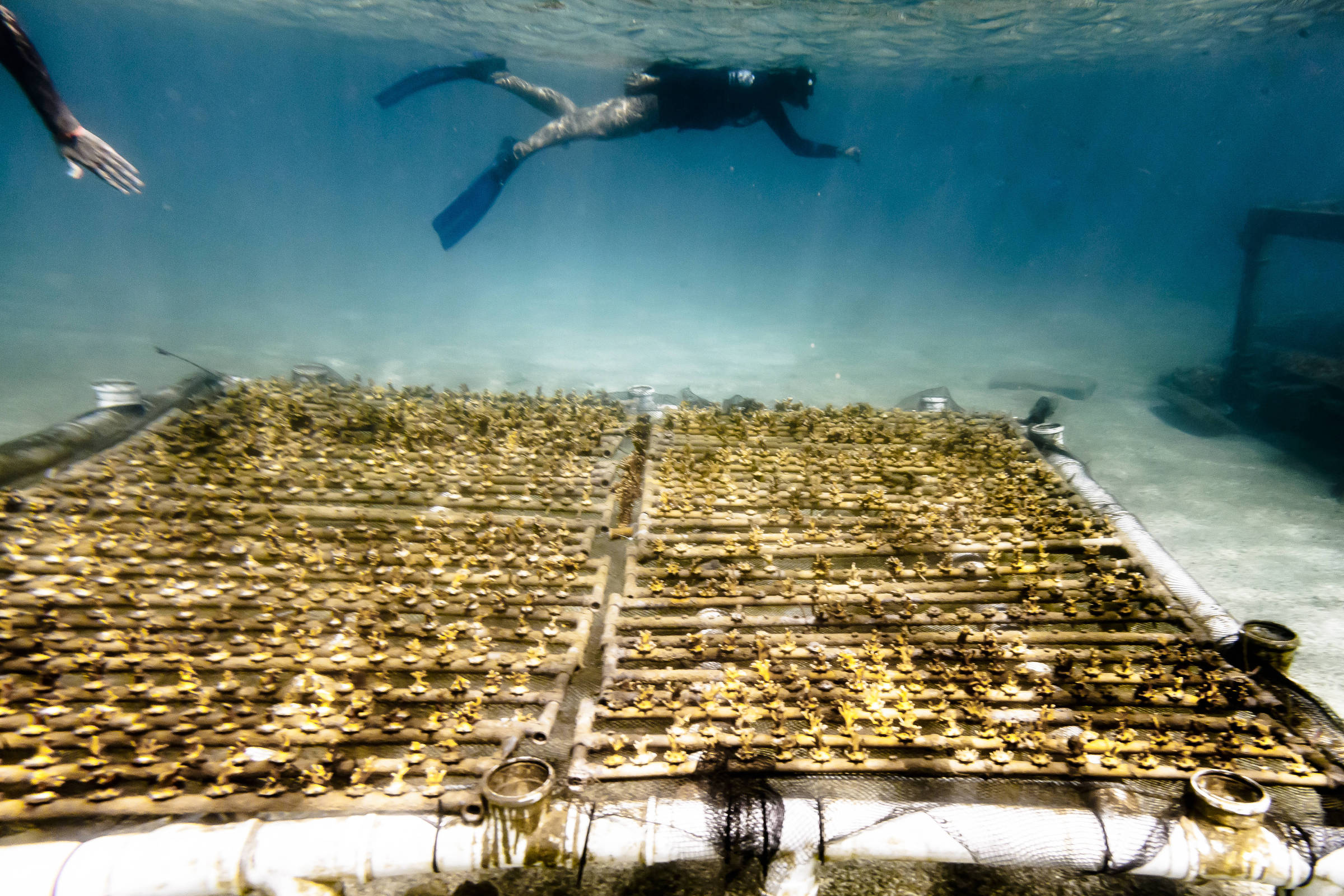 Coral ‘factories’ are a bet to multiply reefs – 11/18/2023 – Environment