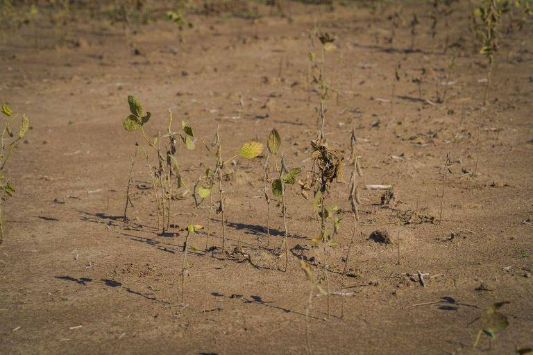 Planta de soja em campo na província de Santa Fé, Argentina, em meio à seca que o país passou até o primeiro semestre de 2023