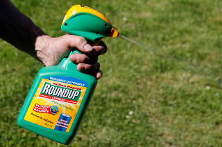 FILE PHOTO: A man uses a Monsanto's Roundup weedkiller spray containing glyphosate in a garden in Bordeaux