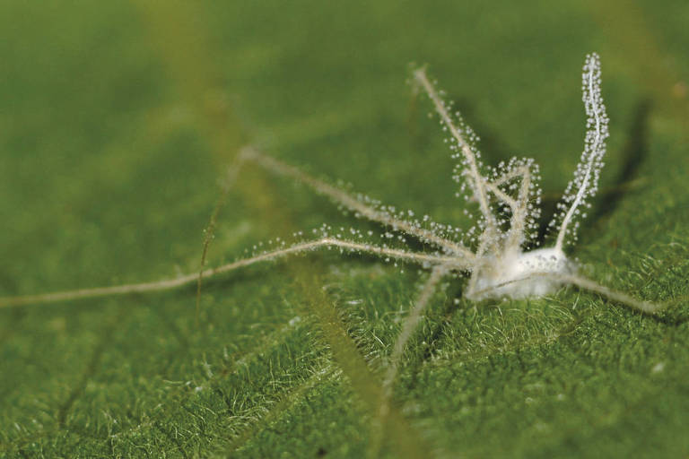 Os parasitas que transformam aranhas em zumbis
