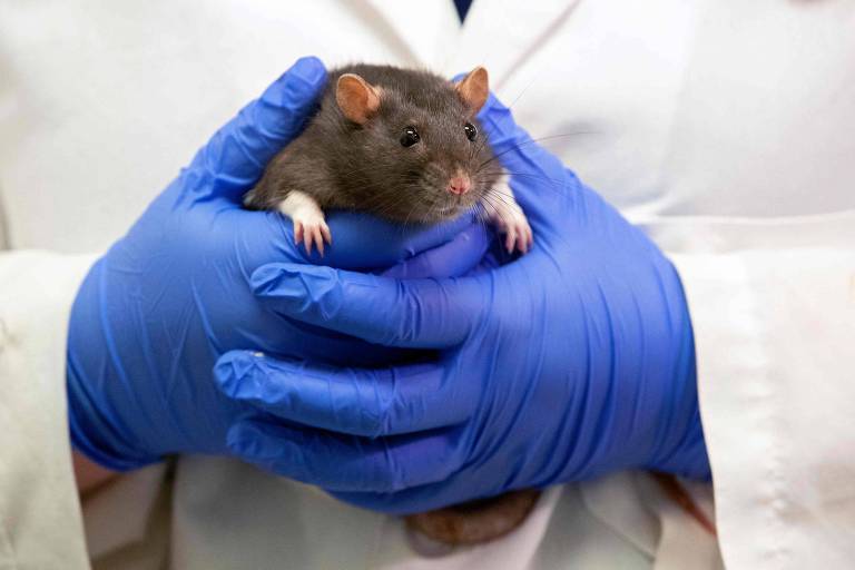 Ratos mostram poder de imaginação semelhante aos humanos em pesquisa neural