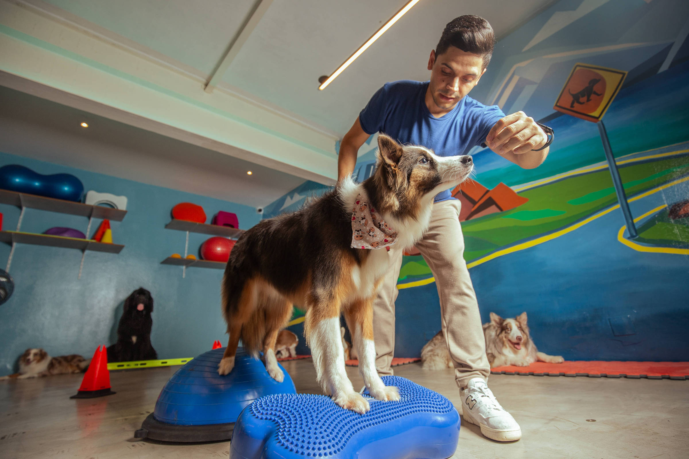 Aula de pilates com filhotes de cachorros movimenta o Centro de