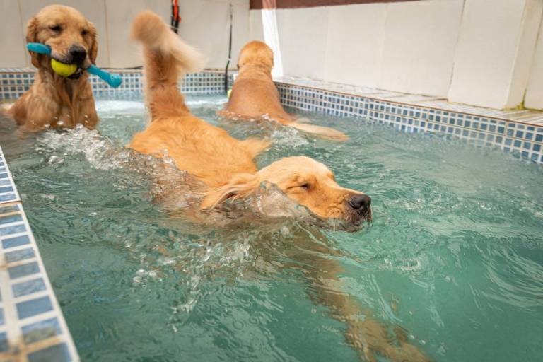 Três cachorros beges da raça golden retriever nadam em uma piscina; ao fundo, um deles segura dois brinquedos com a boca