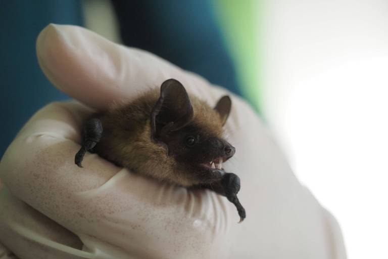 Aposentado ajuda a resolver mistério de morcego que acasala sem penetração