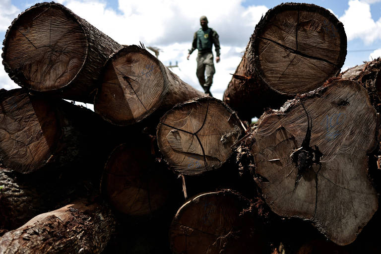 Fundo Amazônia libera R$ 318 milhões para defesa contra desmatamento