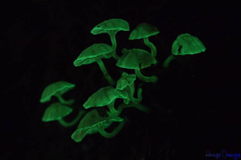 Primeiro fungos bioluminescentes do Brasil foram descobertos na região do Petar (Parque Estadual Turístico do Alto Ribeira), que hoje oferece atividades de observação das "criaturas"