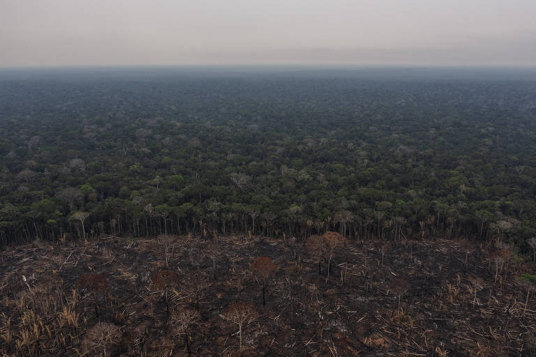 Vista aérea de região de floresta desmatada e queimada
