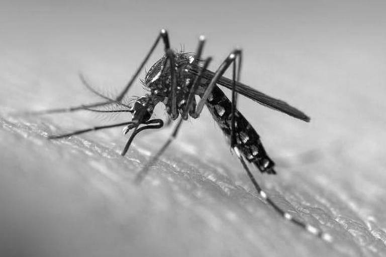 Cuidado com a dengue