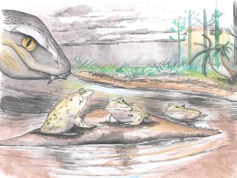 Ilustração de Mariliabatrachus navai, novo fóssil de sapo para o Cretáceo brasileiro