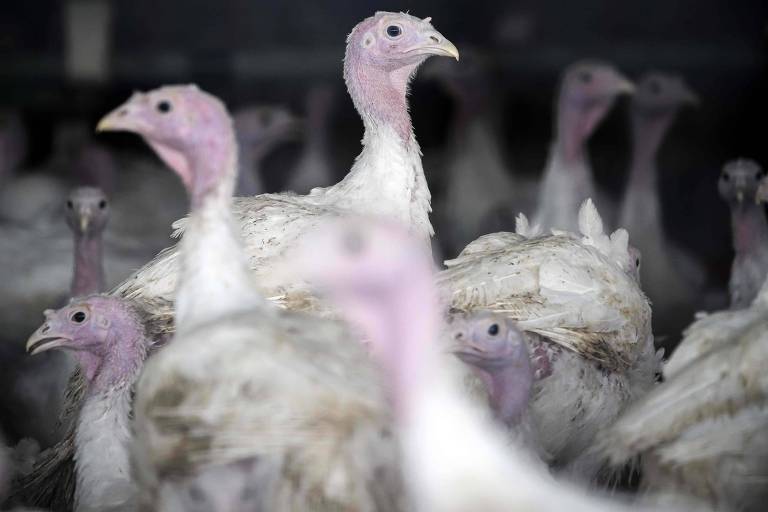 França tem surto de gripe aviária em fazenda de perus