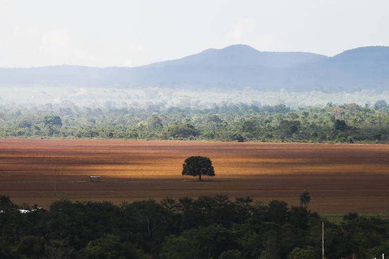Desmatamento cai pela metade na amazônia e sobe 43% no cerrado em 2023