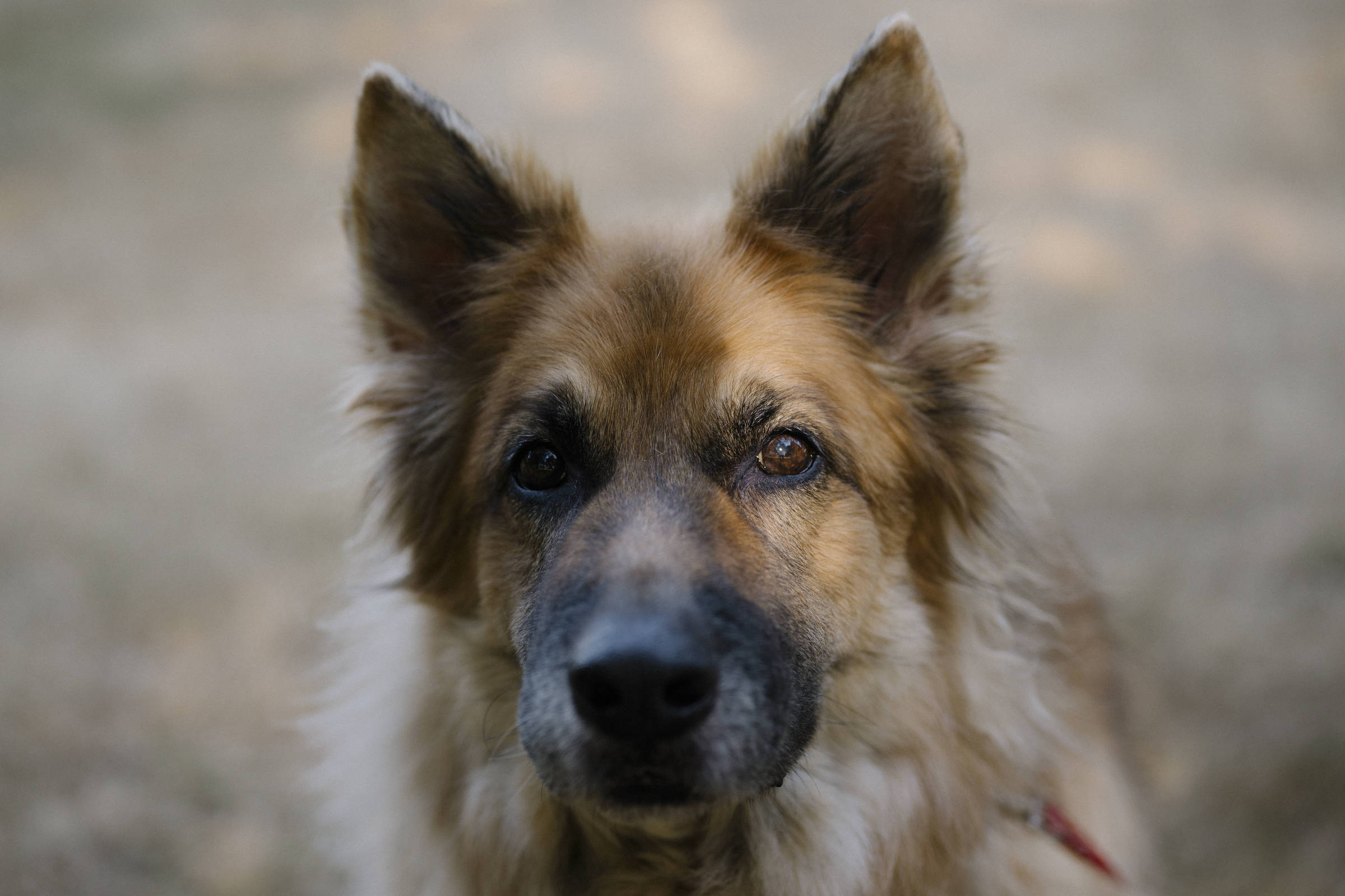 A morte do maior cachorro do mundo - ÉPOCA