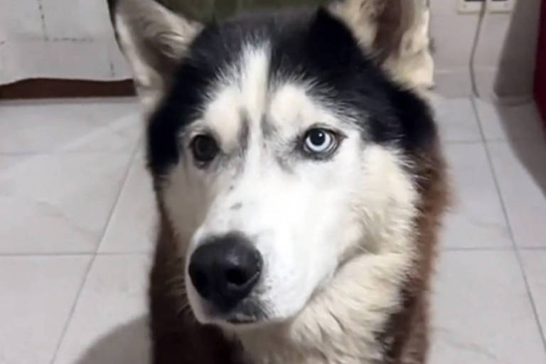 Cão viraliza no TikTok ao 'falar' em italiano