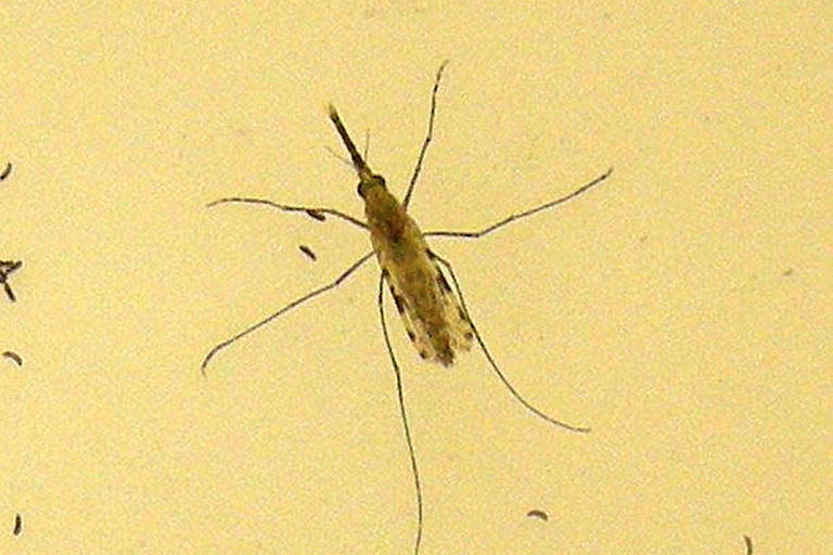 Malária cresce no mundo e pode piorar com mudança climática