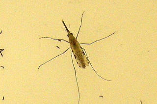 FILE PHOTO: CDC photo of  two 