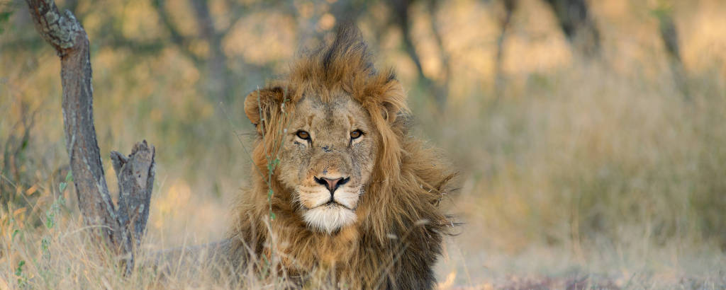 Leão à espreita na área do Parque Kruger, em Hoedspruit