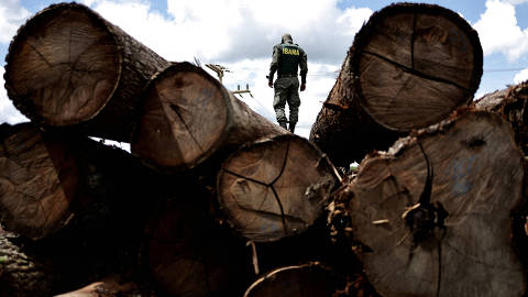 FILE PHOTO: An agent of the Brazilian Institute for the Environment and Renewable Natural Resources (IBAMA) inspects a tree extracted from the Amazon rainforest, in a sawmill during an operation to combat deforestation, in Placas, Para State, Brazil January 20, 2023. REUTERS/Ueslei Marcelino//File Photo ORG XMIT: FW1