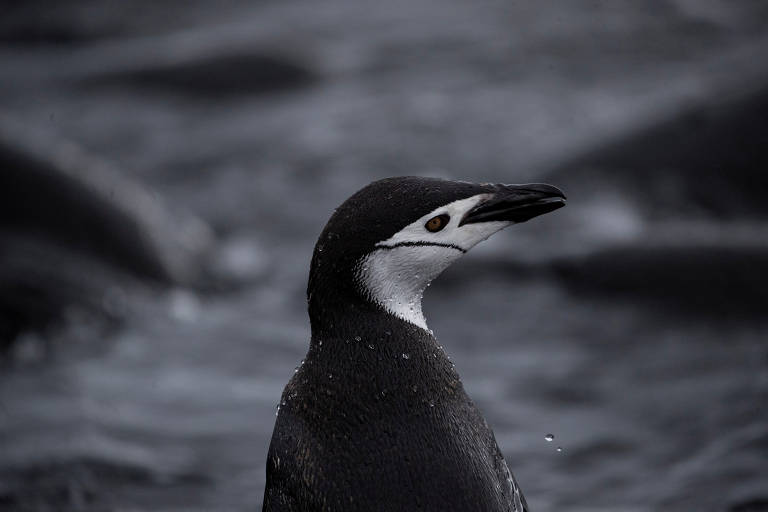 Pinguins-de-barbicha (Pygoscelis antarcticus) têm entre cerca de 70 a 80 cm de altura e pesam cerca de 3 a 6 kg