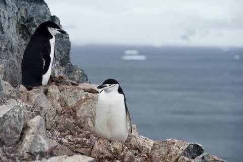 (FILES) Chinstrap penguins (Pygoscelis Antarctica) are pictured in Orne Harbour in the western Antarctic peninsula, on March 05, 2016. In humans, nodding off for a few seconds is a clear sign of insufficient sleep -- and can be dangerous in some situations, such as when driving a car. 
But a new study published on November 30, 2023 finds chinstrap penguins snooze thousands of times per day, accumulating their daily sleep requirement of more than 11 hours in short bursts averaging just four seconds. (Photo by Eitan ABRAMOVICH / AFP) ORG XMIT: EAS697